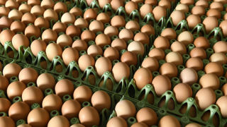 La hausse spectaculaire des prix des oeufs à cause de la grippe aviaire semble être une des causes de ce trafic d'un nouveau genre. La hausse spectaculaire des prix des oeufs à cause de la grippe aviaire semble être une des causes de ce trafic d'un nouveau genre.